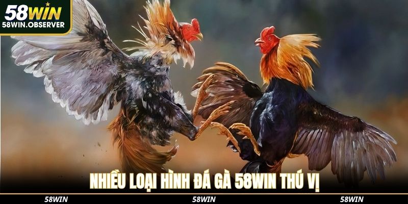 Nhiều loại hình đá gà 58WIN thú vị