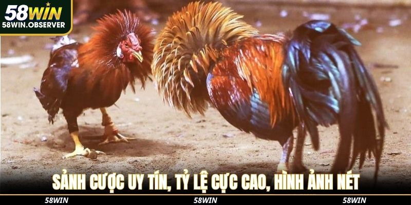 Sảnh cược uy tín, tỷ lệ cực cao, hình ảnh nét